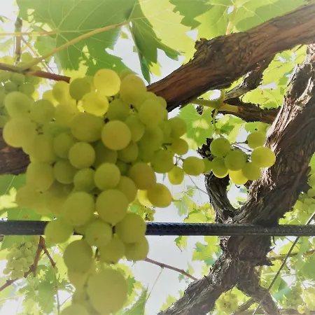 Lejlighed Teresina Volosko Opatija